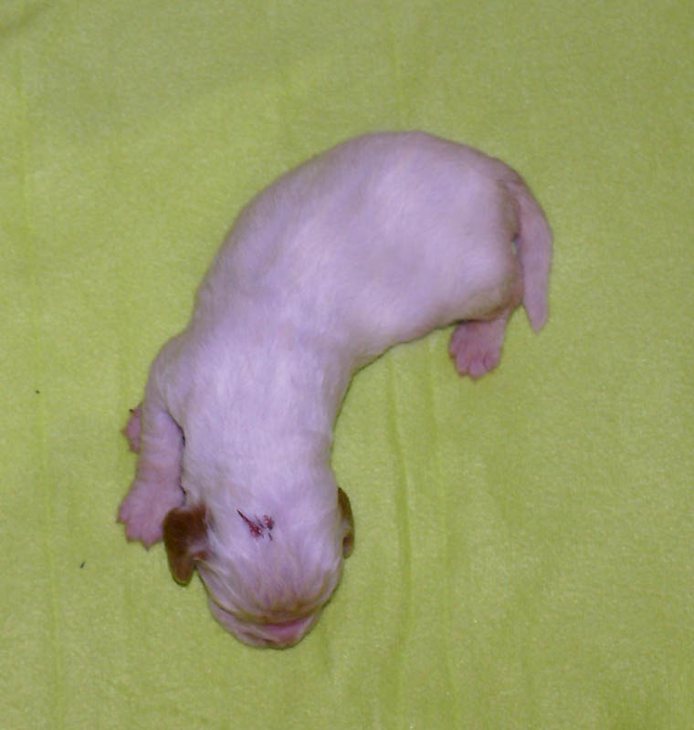 Bumbaa's_litter_2weeks_Boy_Bronze_1