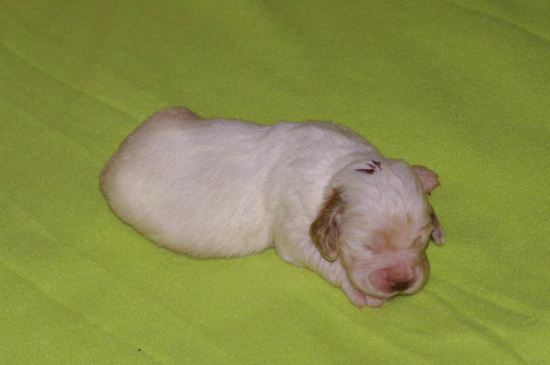 Bumbaa's_litter_2weeks_Boy_Bronze_2