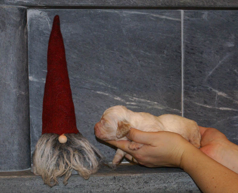 Bumbaa's_litter_2weeks_Boy_Bronze_a