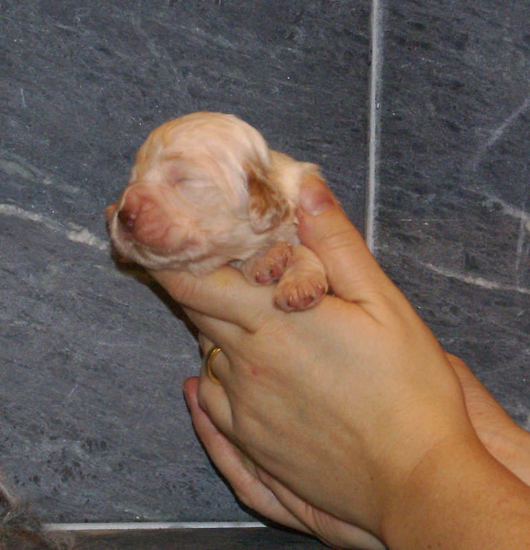 Bumbaa's_litter_2weeks_Boy_Bronze_b