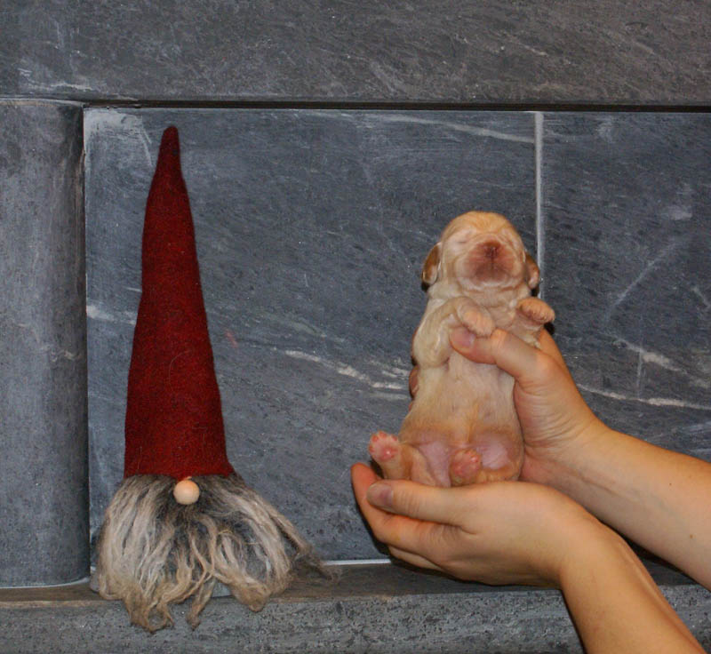 Bumbaa's_litter_2weeks_Boy_Bronze_c