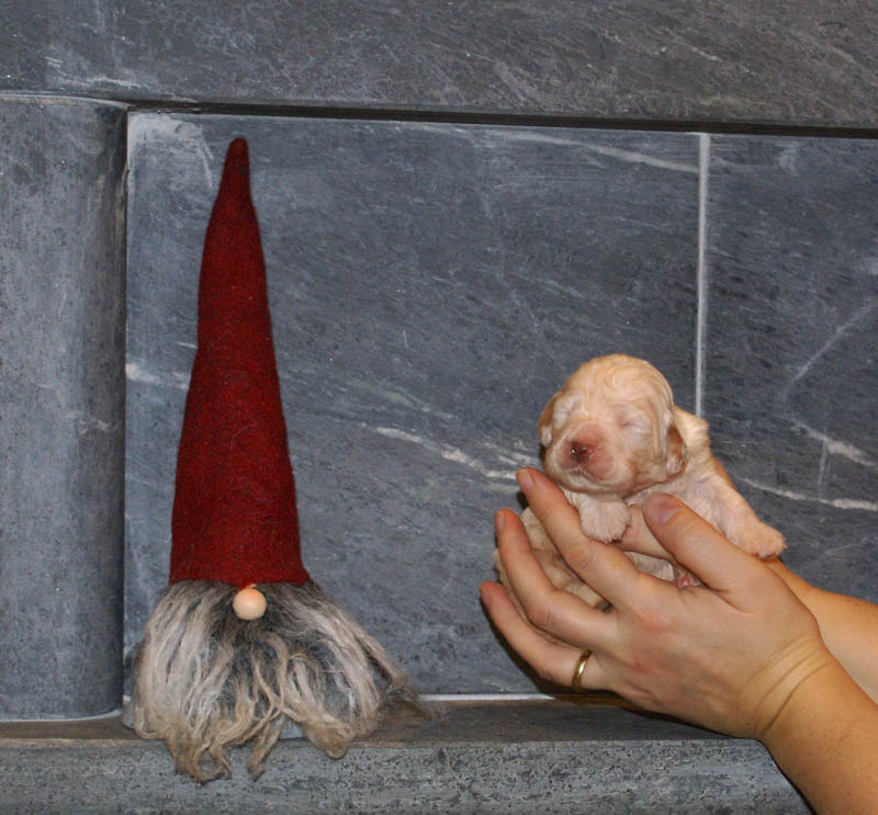 Bumbaa's_litter_2weeks_Boy_Bronze_d