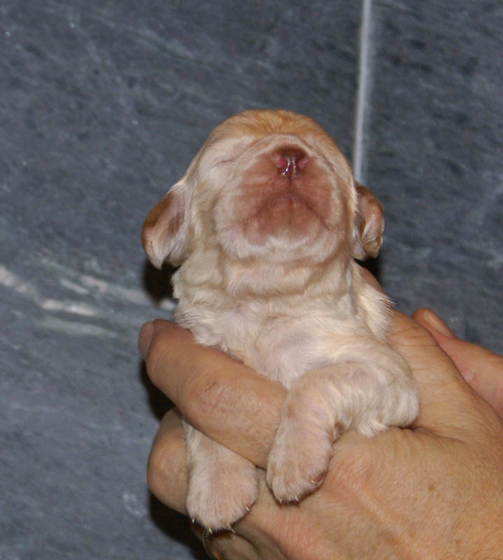 Bumbaa's_litter_2weeks_Boy_Bronze_g