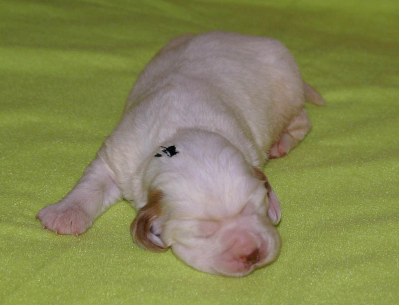 Bumbaa's_litter_2weeks_Boy_Green_1