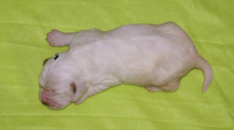 Bumbaa's_litter_2weeks_Boy_Green_2