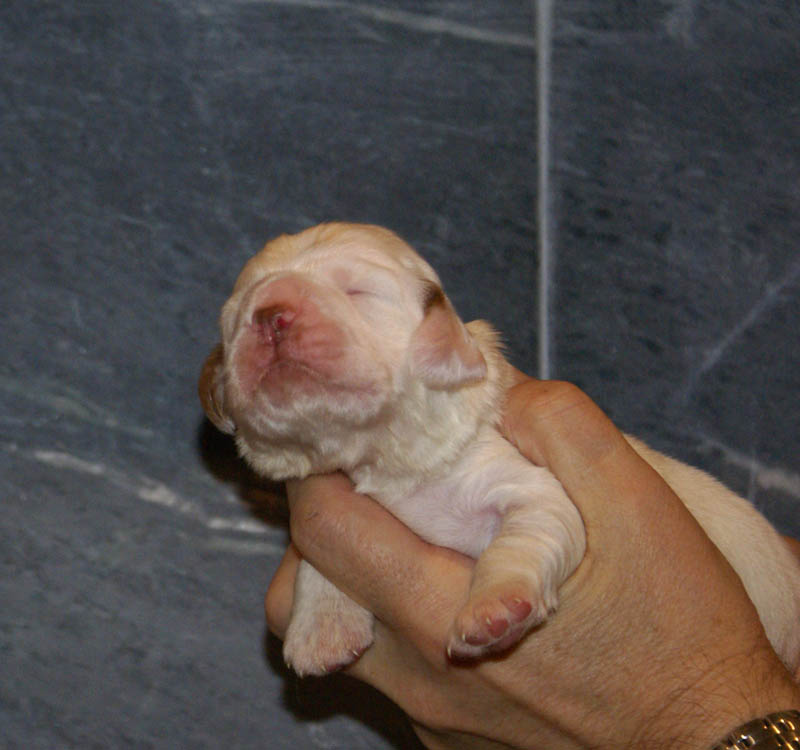 Bumbaa's_litter_2weeks_Boy_Green_a