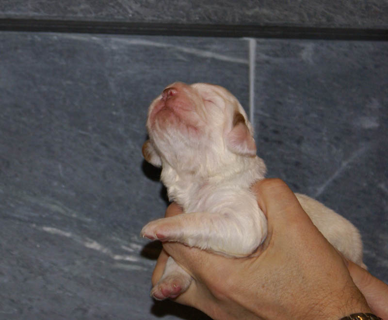 Bumbaa's_litter_2weeks_Boy_Green_b