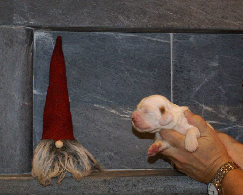 Bumbaa's_litter_2weeks_Boy_Green_c