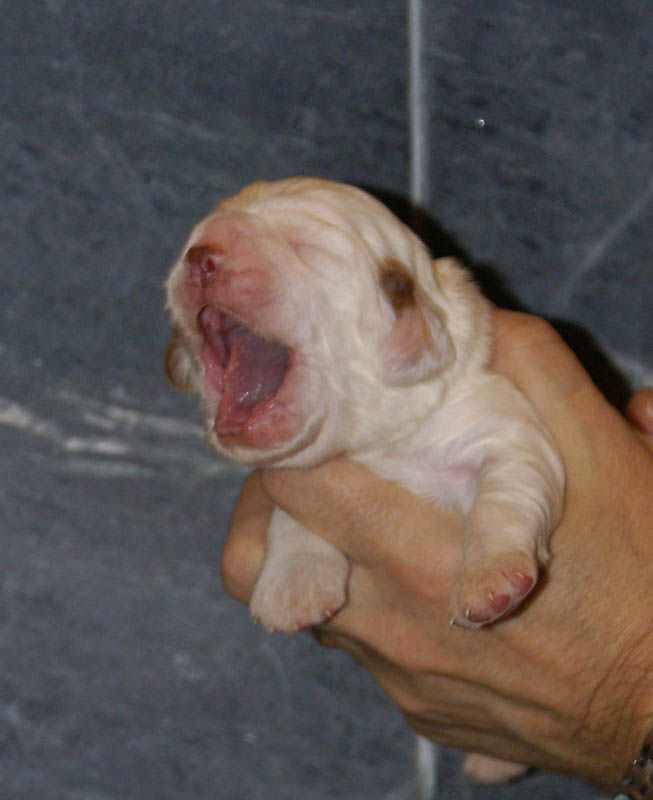 Bumbaa's_litter_2weeks_Boy_Green_d