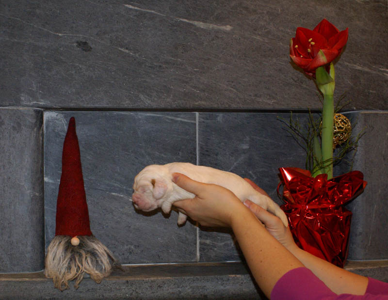 Bumbaa's_litter_2weeks_Boy_Green_f