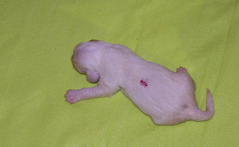 Bumbaa's_litter_2weeks_Boy_Pink_1