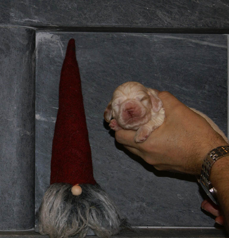 Bumbaa's_litter_2weeks_Boy_Pink_b