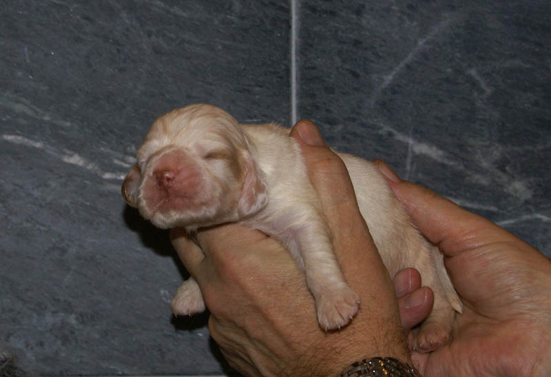 Bumbaa's_litter_2weeks_Boy_Pink_c