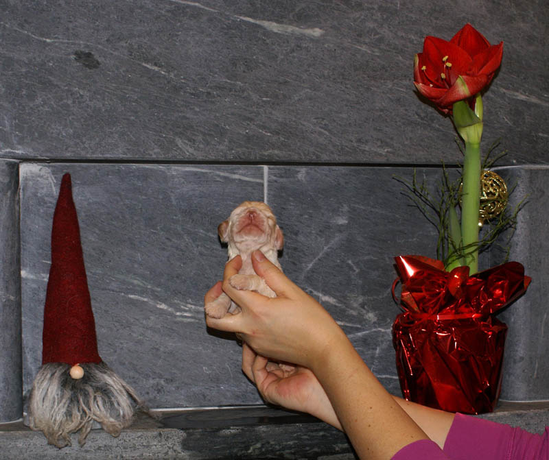 Bumbaa's_litter_2weeks_Boy_Pink_d