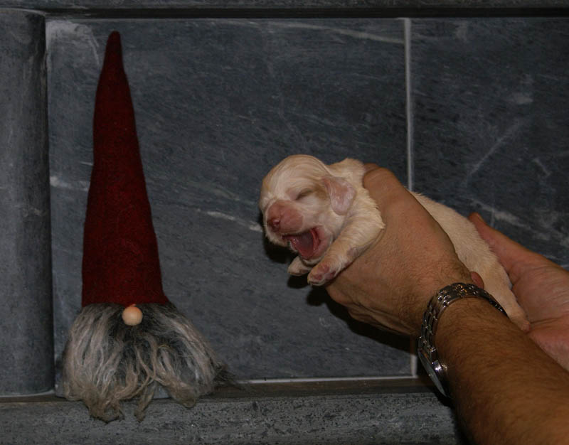 Bumbaa's_litter_2weeks_Boy_Pink_e