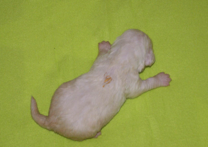 Bumbaa's_litter_2weeks_Boy_Yellow_1