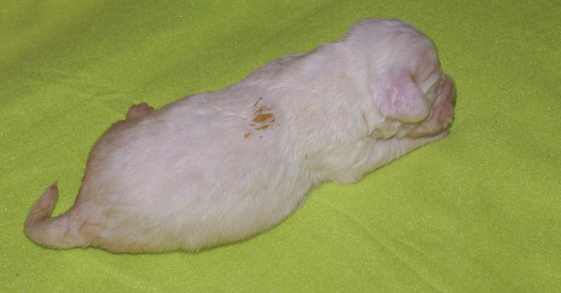 Bumbaa's_litter_2weeks_Boy_Yellow_2