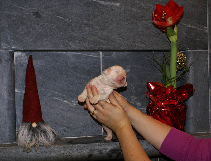 Bumbaa's_litter_2weeks_Boy_Yellow_a