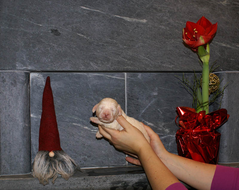 Bumbaa's_litter_2weeks_Boy_Yellow_b