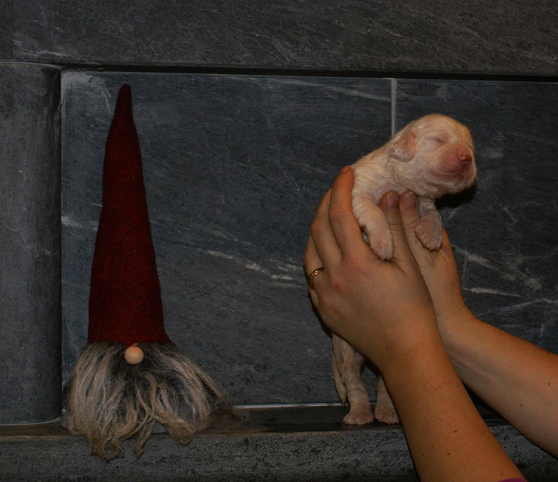 Bumbaa's_litter_2weeks_Boy_Yellow_d