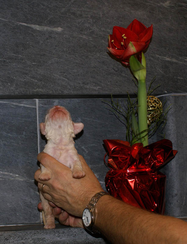 Bumbaa's_litter_2weeks_Boy_Yellow_e