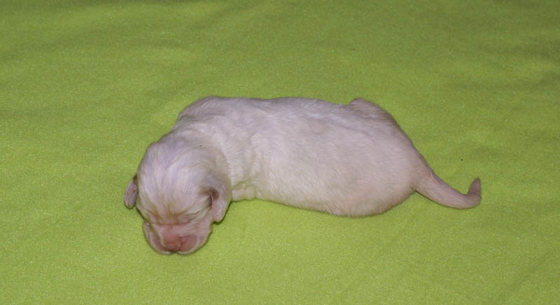Bumbaa's_litter_2weeks_Girl_1
