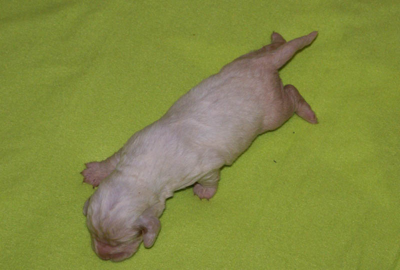 Bumbaa's_litter_2weeks_Girl_2