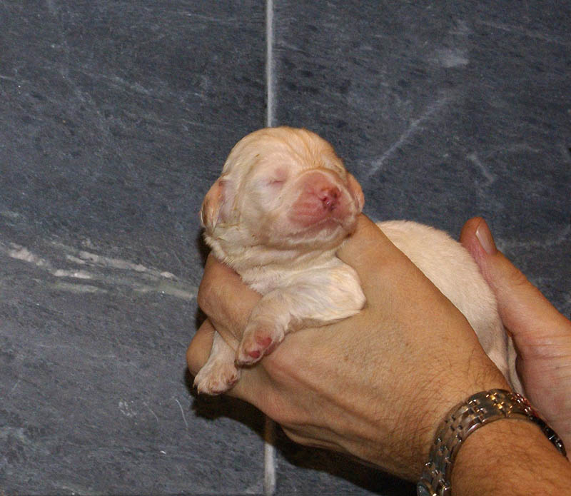 Bumbaa's_litter_2weeks_Girl_a