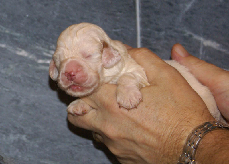 Bumbaa's_litter_2weeks_Girl_b