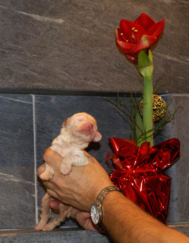 Bumbaa's_litter_2weeks_Girl_c