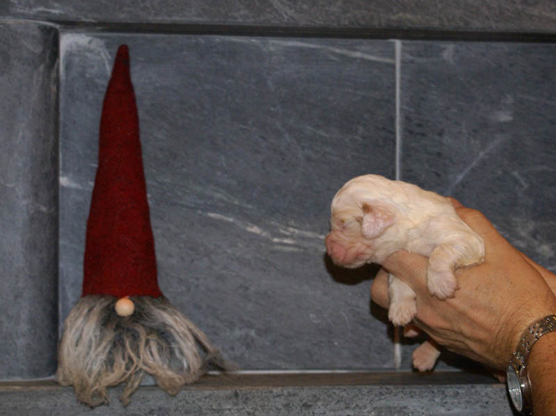 Bumbaa's_litter_2weeks_Girl_d