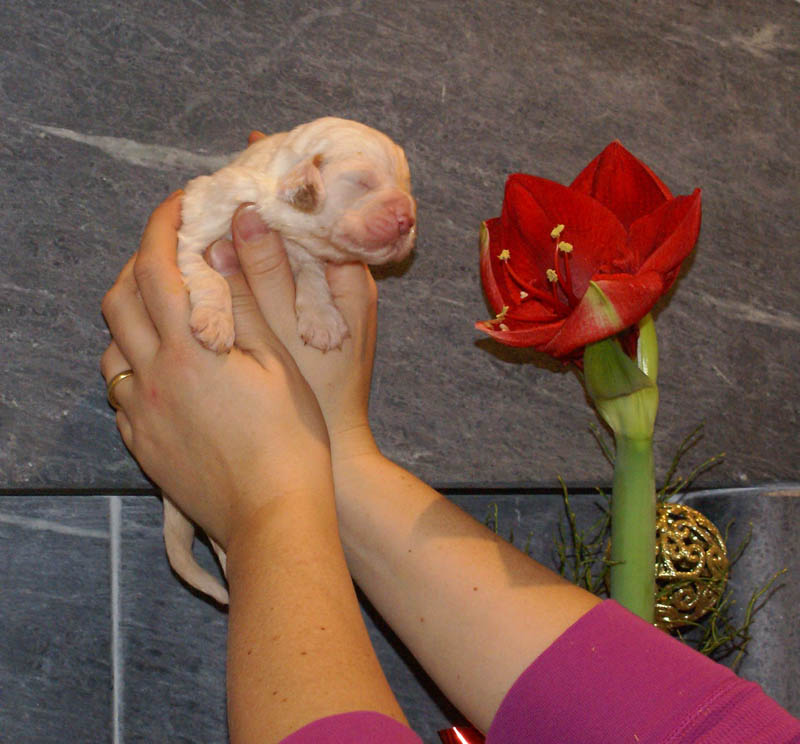 Bumbaa's_litter_2weeks_Girl_e