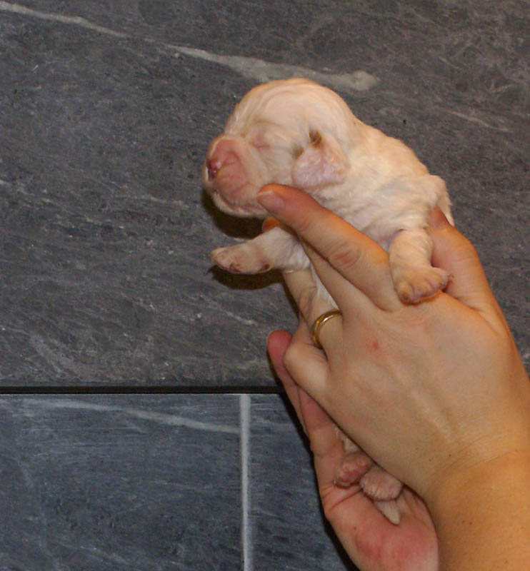 Bumbaa's_litter_2weeks_Girl_f