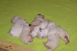 1_Bumbaa's_litter_2weeks_a