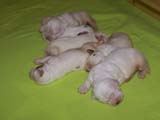 1_Bumbaa's_litter_2weeks_b