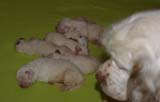 1_Bumbaa's_litter_2weeks_c