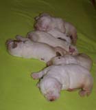 1_Bumbaa's_litter_2weeks_d