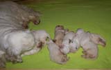 1_Bumbaa's_litter_2weeks_f
