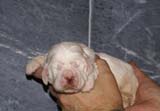 Bumbaa's_litter_2weeks_Boy_Blue