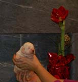 Bumbaa's_litter_2weeks_Boy_Blue_c