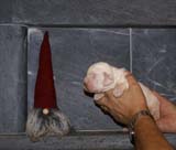 Bumbaa's_litter_2weeks_Boy_Blue_f