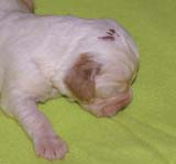Bumbaa's_litter_2weeks_Boy_Bronze_3