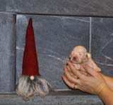 Bumbaa's_litter_2weeks_Boy_Bronze_d