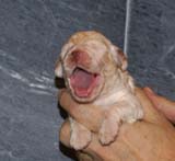 Bumbaa's_litter_2weeks_Boy_Bronze_h