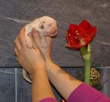 Bumbaa's_litter_2weeks_Girl_e