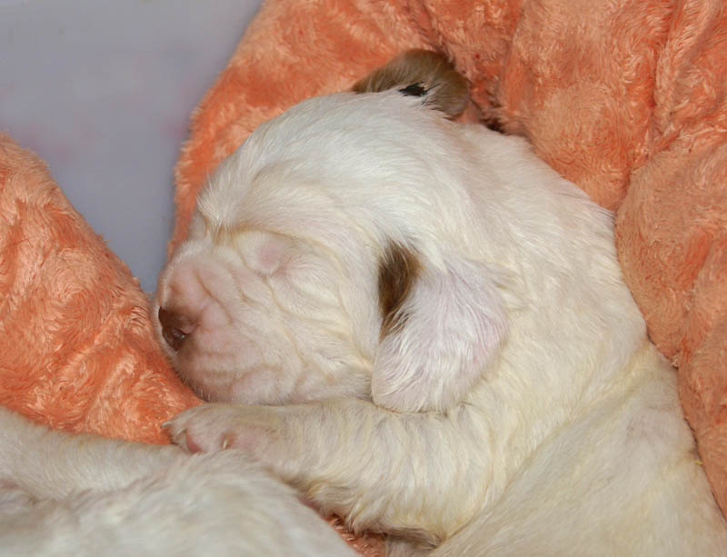 Bumbaa's_litter_3weeks_1