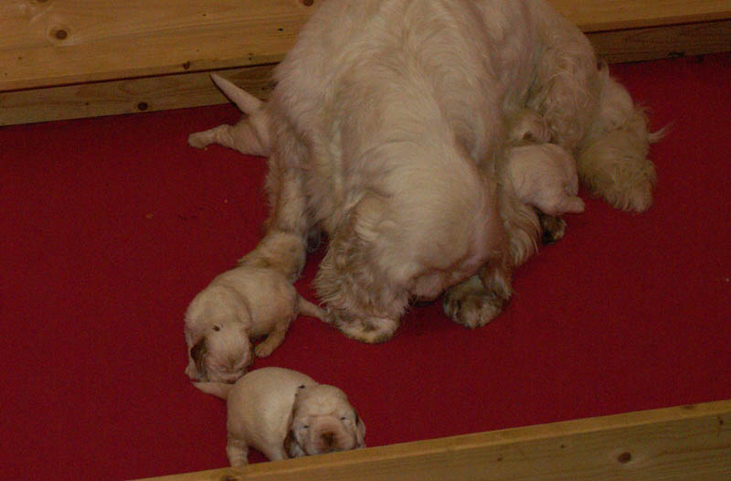 Bumbaa's_litter_3weeks_10