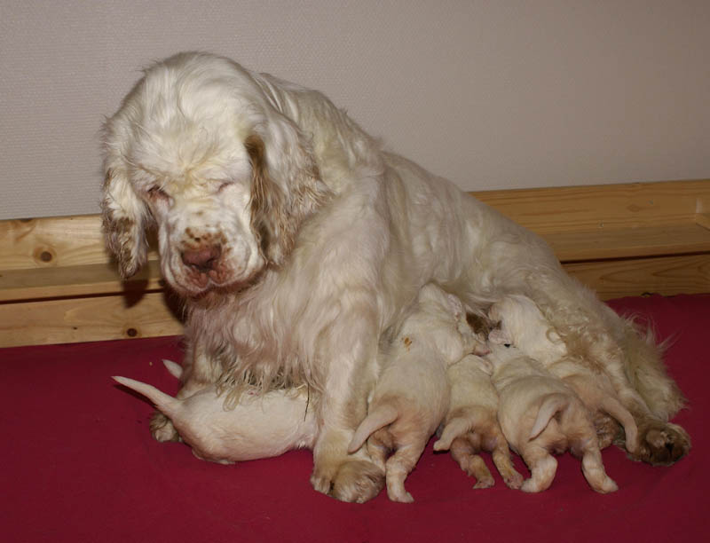 Bumbaa's_litter_3weeks_11