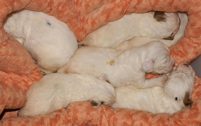 Bumbaa's_litter_3weeks_2