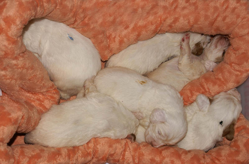 Bumbaa's_litter_3weeks_3